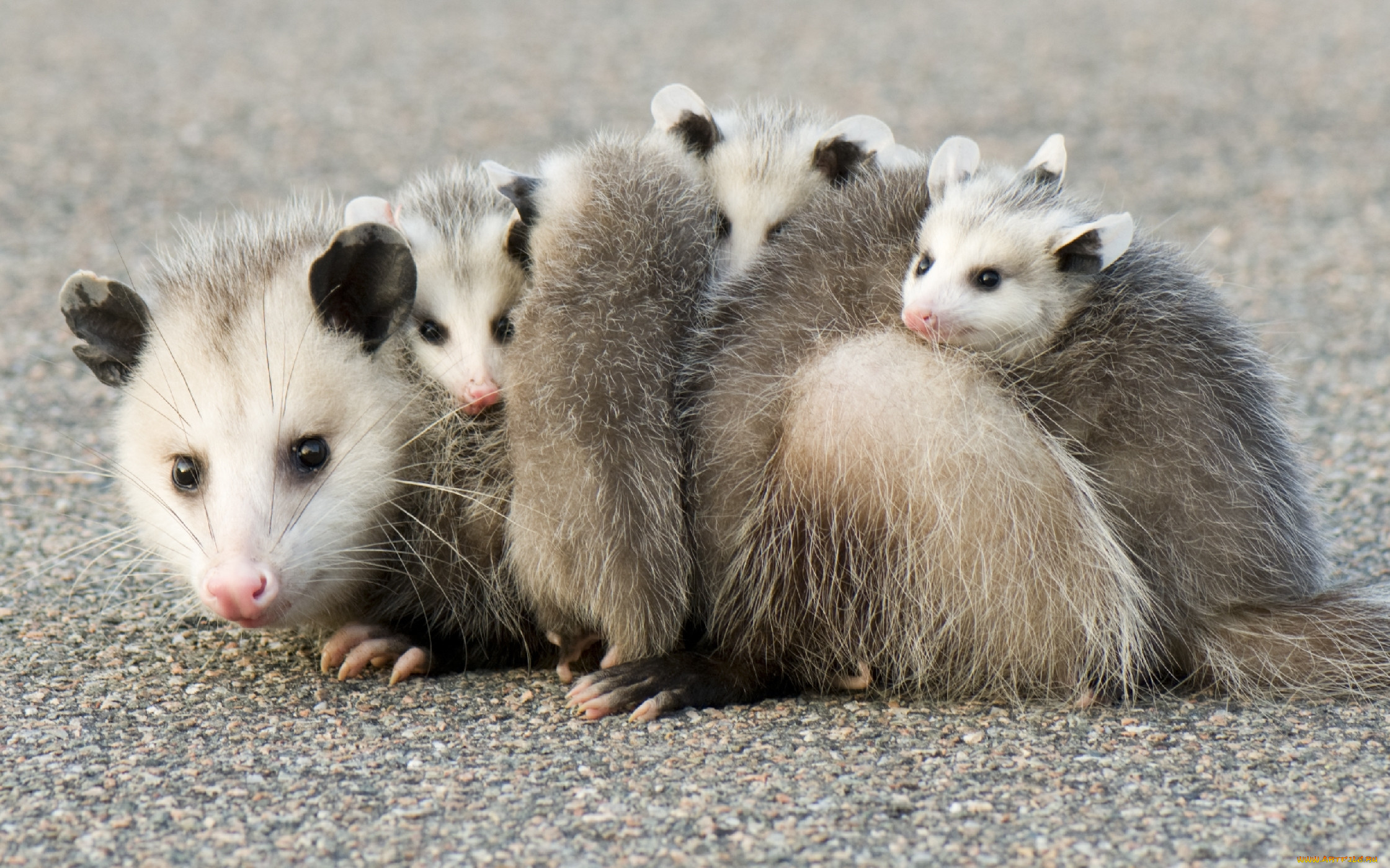 possums, , , , opossum, , , , , , , 